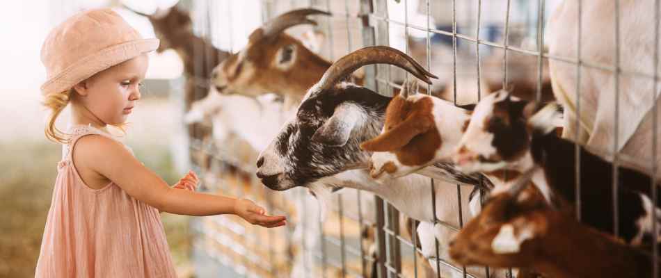 girl feeding a goat on a farm